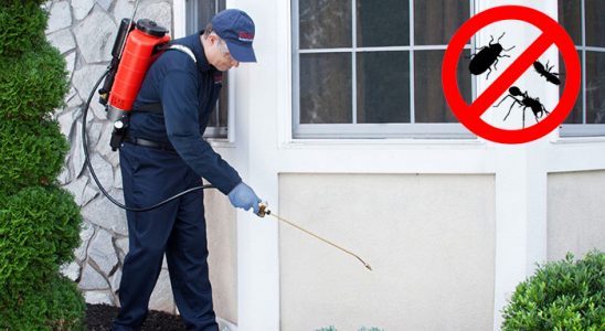 Bucak Tahtakurusu İlaçlama böcek ilaçlama ve haşere kontrolü — ilaclama-tr.com